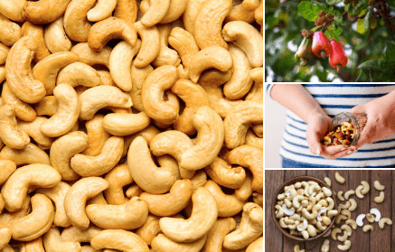 Kešu ořechy: vše, co potřebujete vědět